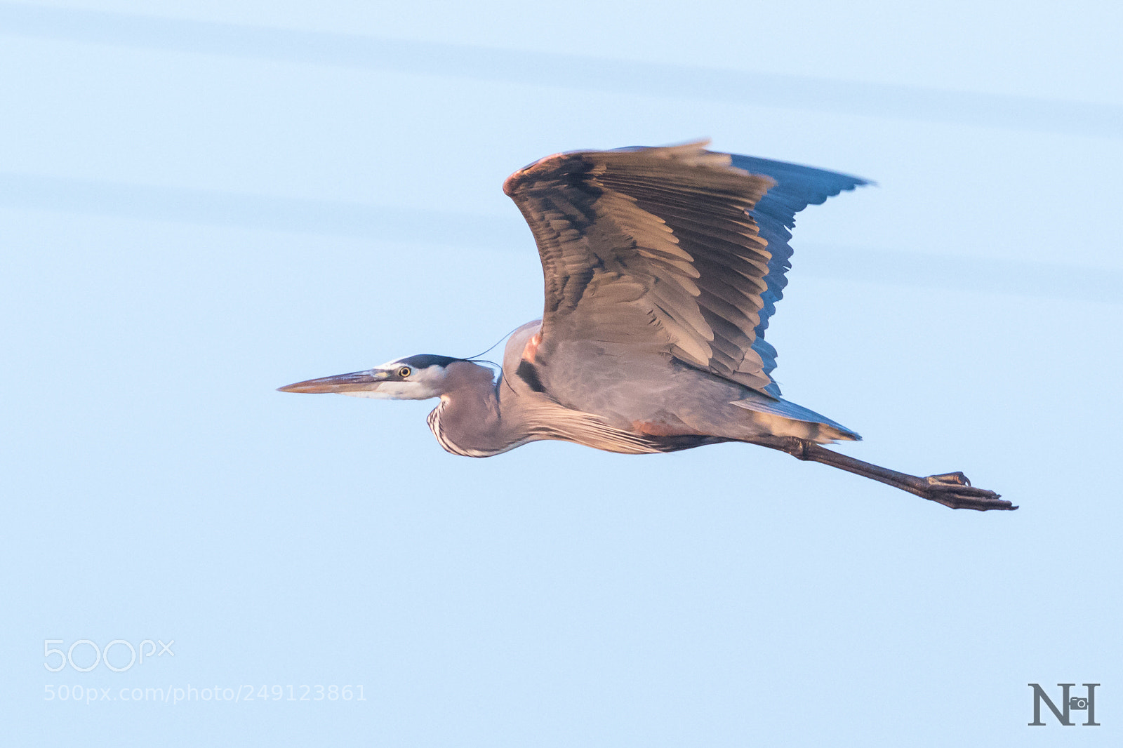 Canon EOS 7D Mark II sample photo. Great blue heron photography