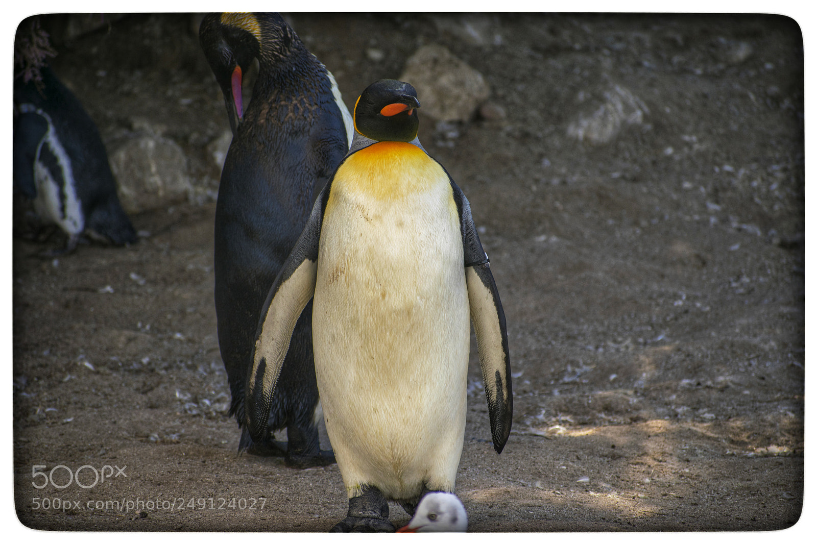 Nikon D5300 sample photo. Pinguino rey photography
