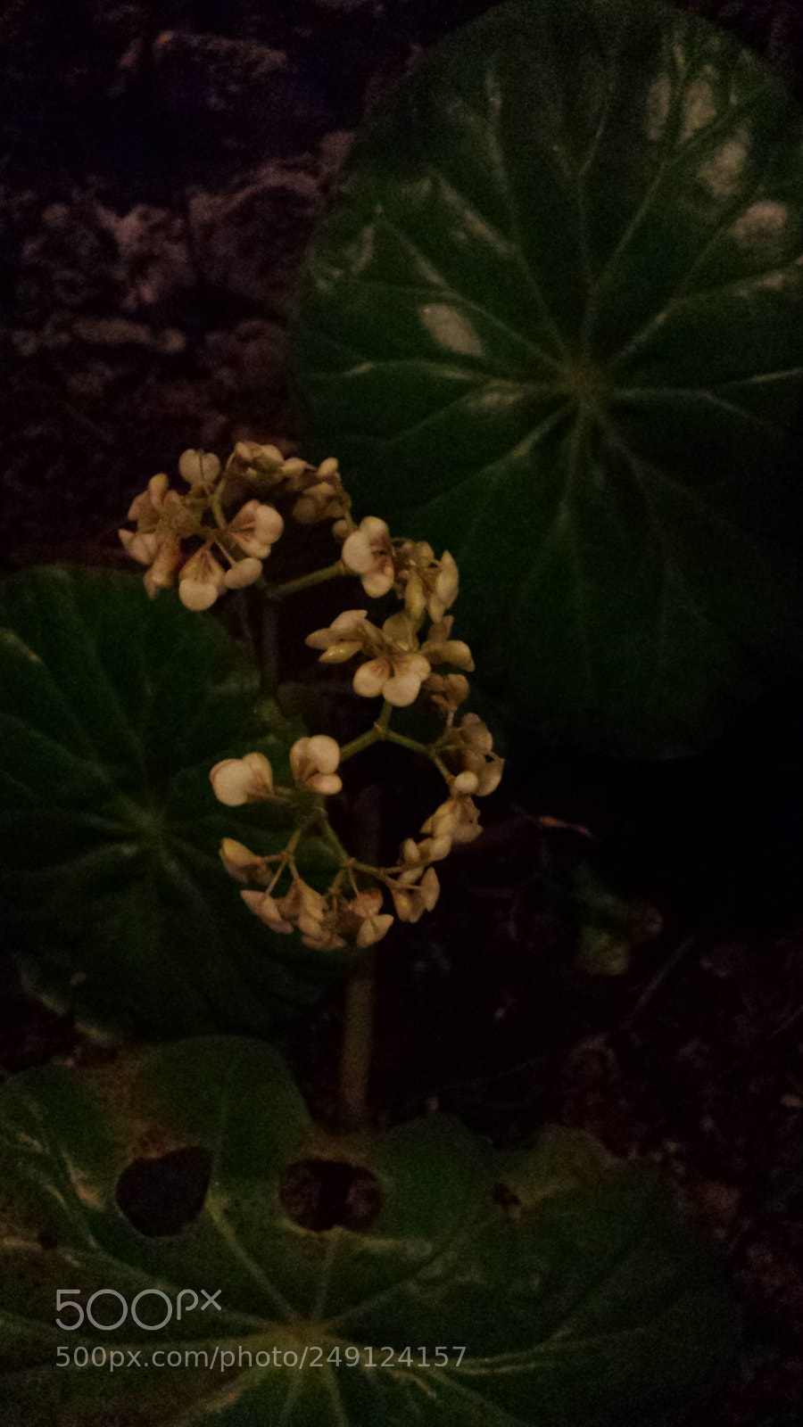 Samsung Galaxy S4 sample photo. Untitled photography