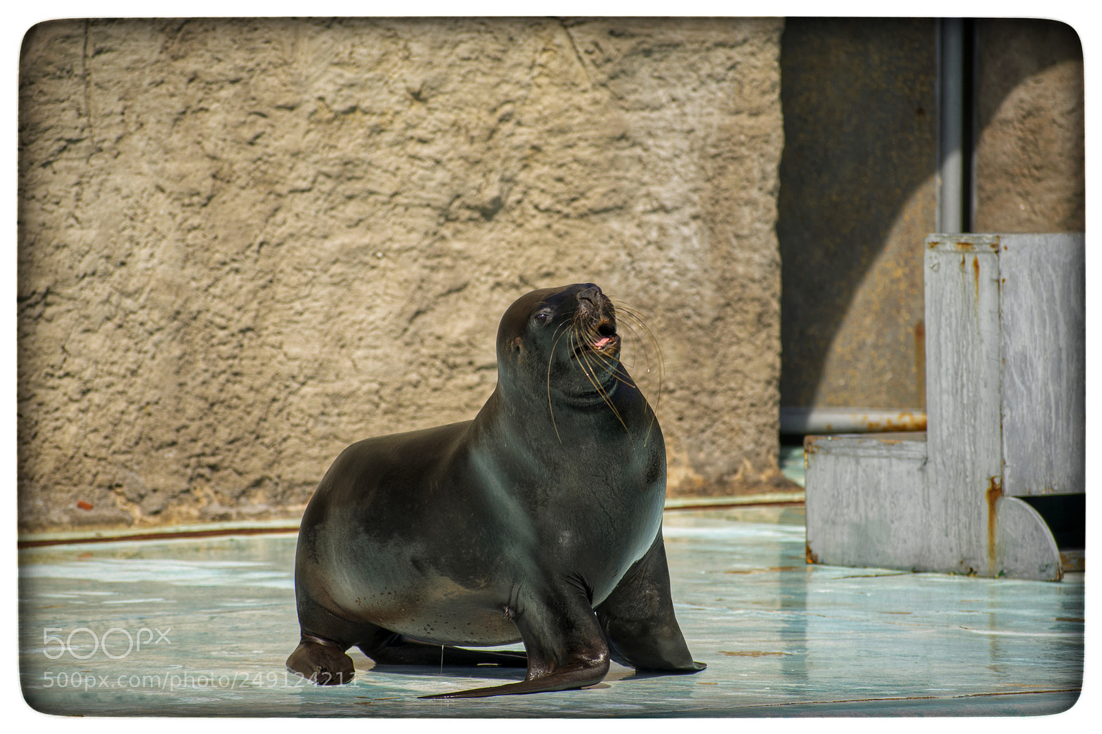 Nikon D5300 sample photo. Lobo marino ( pola ) photography