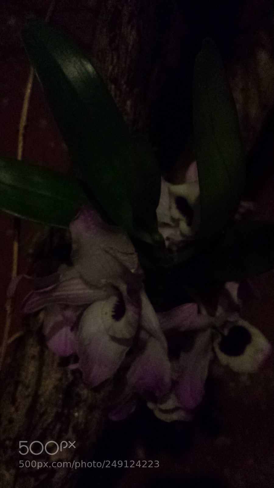 Samsung Galaxy S4 sample photo. Untitled photography