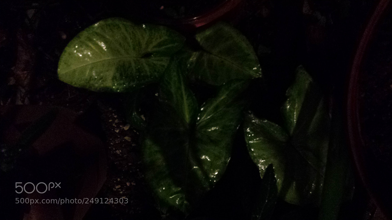 Samsung Galaxy S4 sample photo. Untitled photography