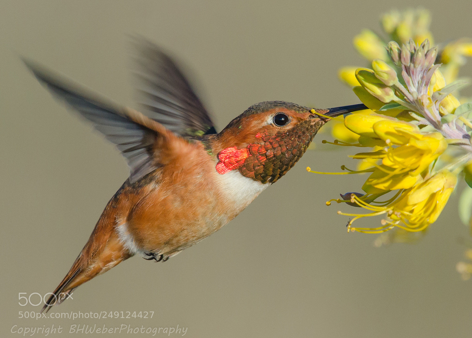 Nikon D7000 sample photo. Allen's hummingbird and flowers photography