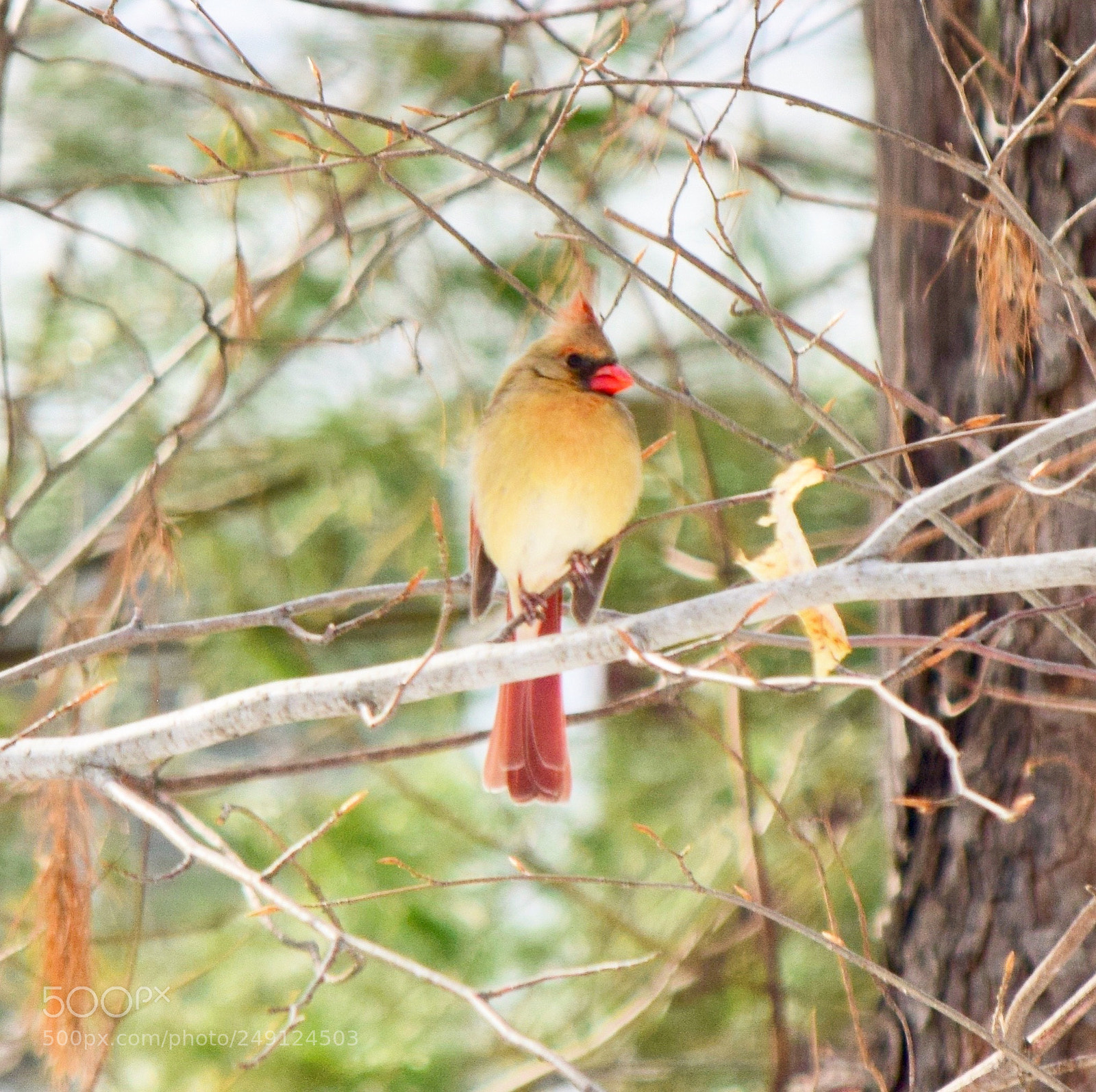 Nikon D3300 sample photo. The female cardinal  photography