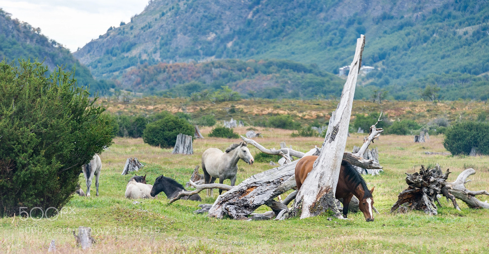 Nikon D610 sample photo. Tierra del fuego's natives photography