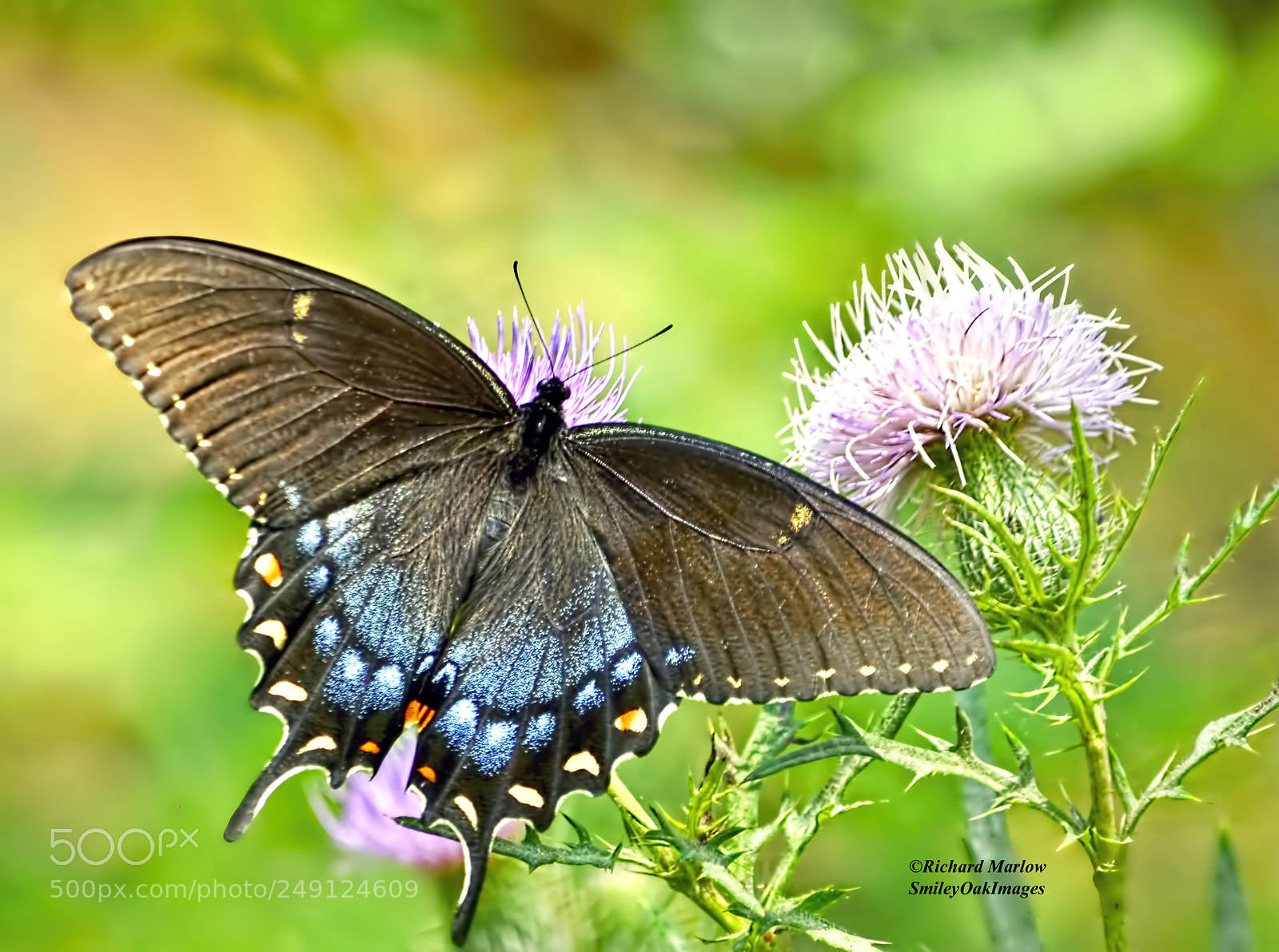 Nikon D5000 sample photo. Butterfly and thistle blooms photography