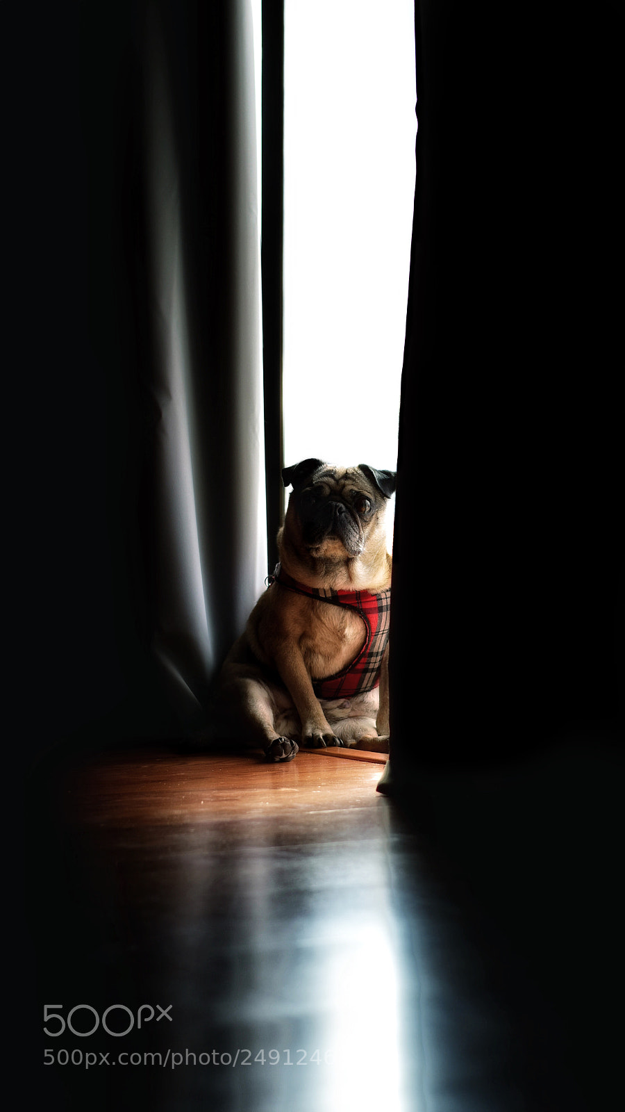 Nikon D5600 sample photo. The pug on his photography