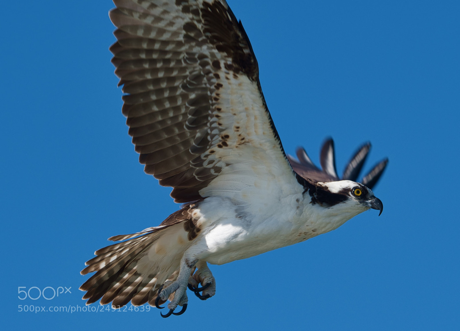 Nikon D500 sample photo. Osprey in flight photography