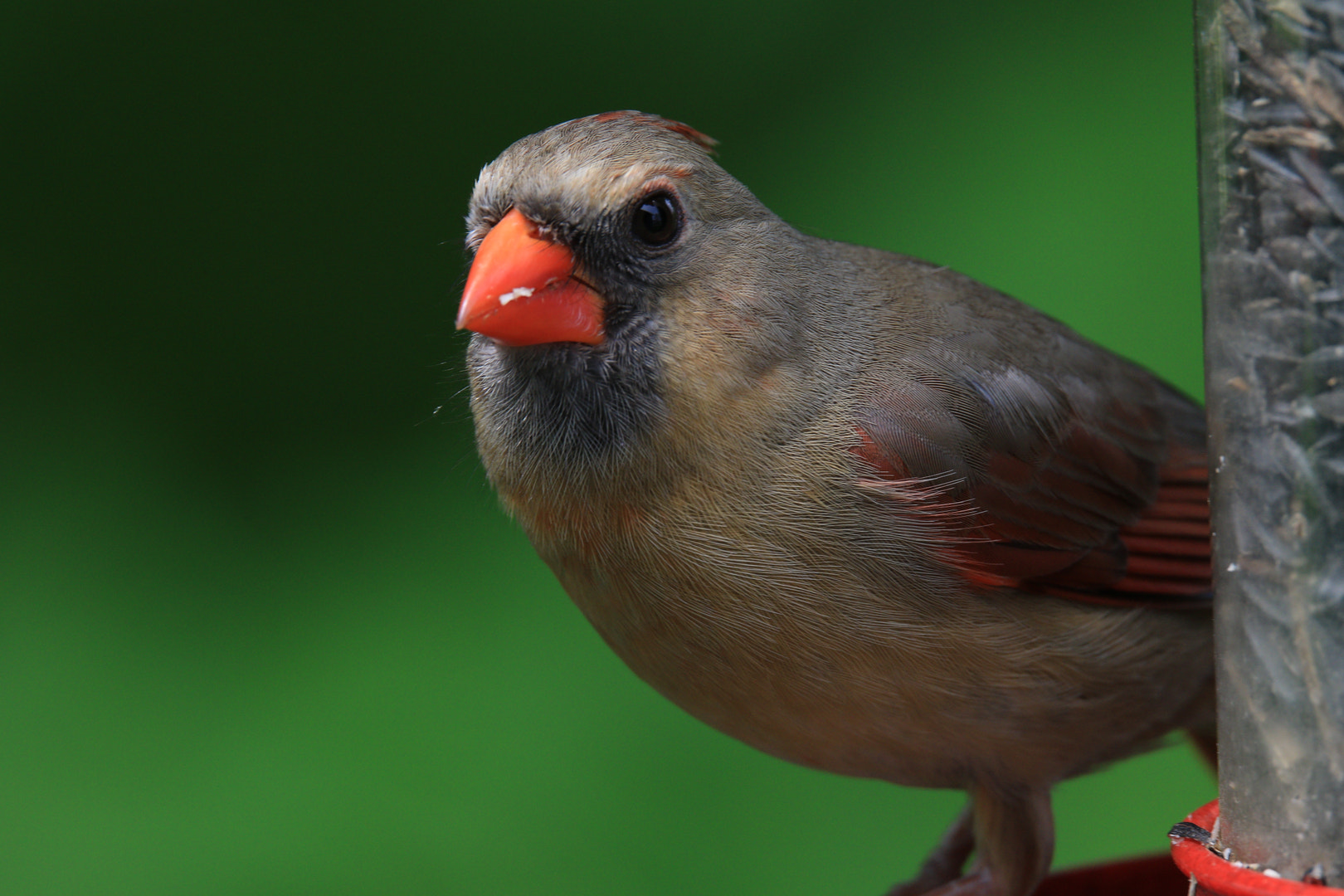 Canon EOS 7D Mark II sample photo