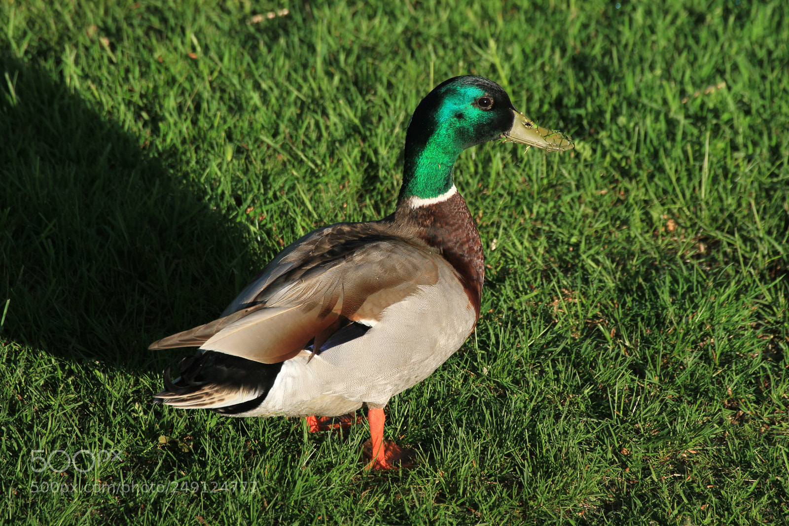 Canon EOS 7D sample photo. Untitled photography