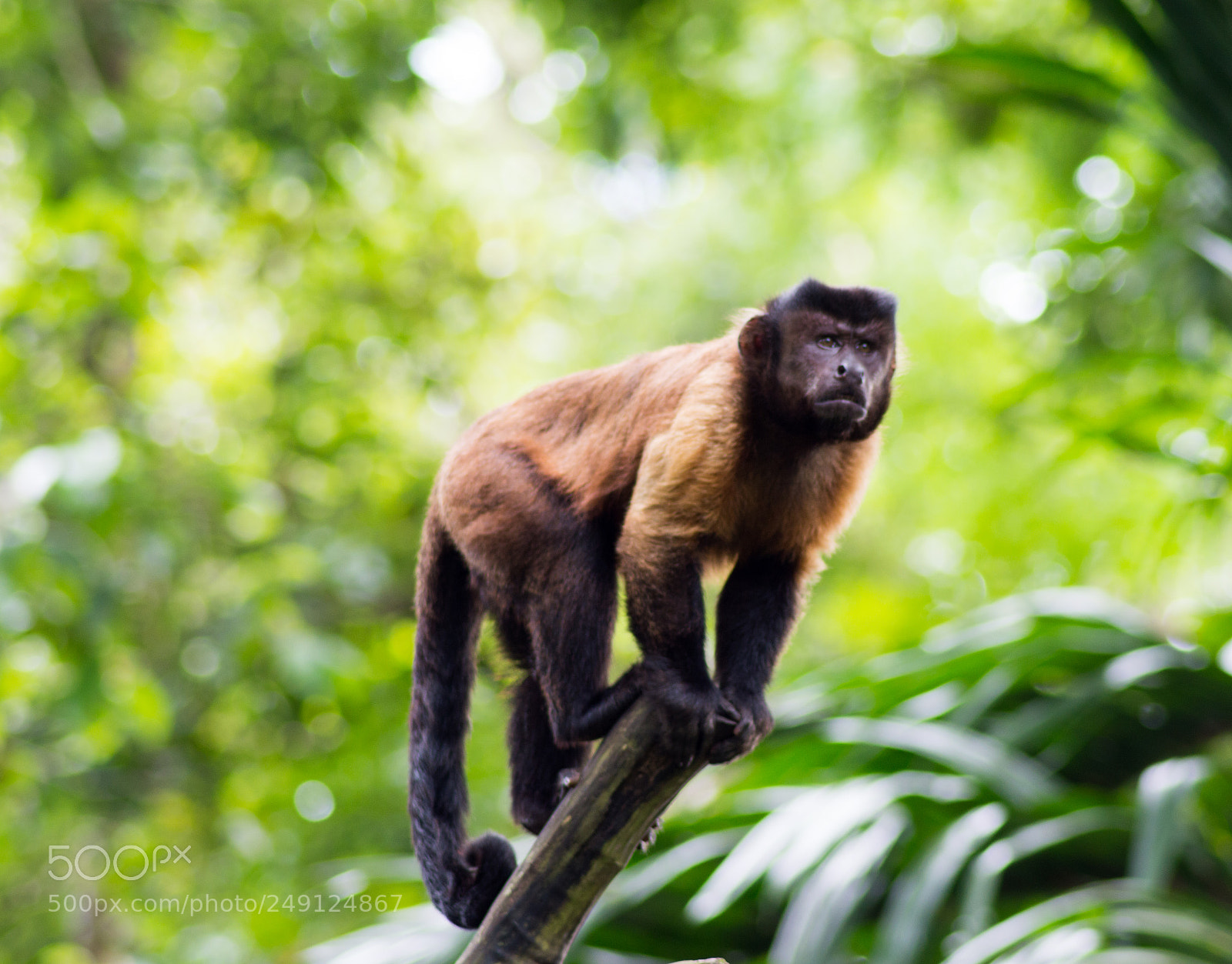 Nikon D3200 sample photo. Singapore zoo photography