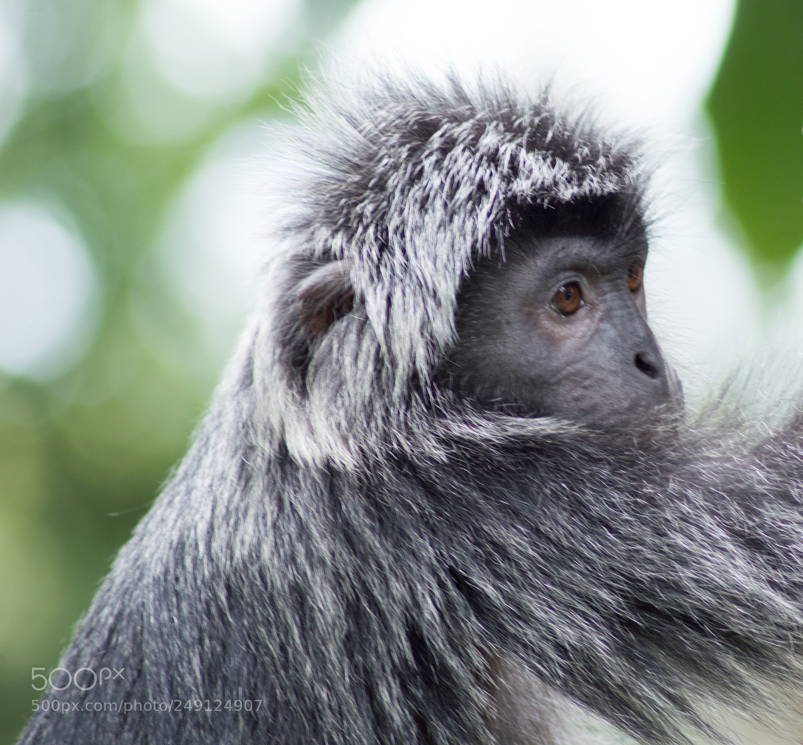 Nikon D3200 sample photo. Singapore zoo photography