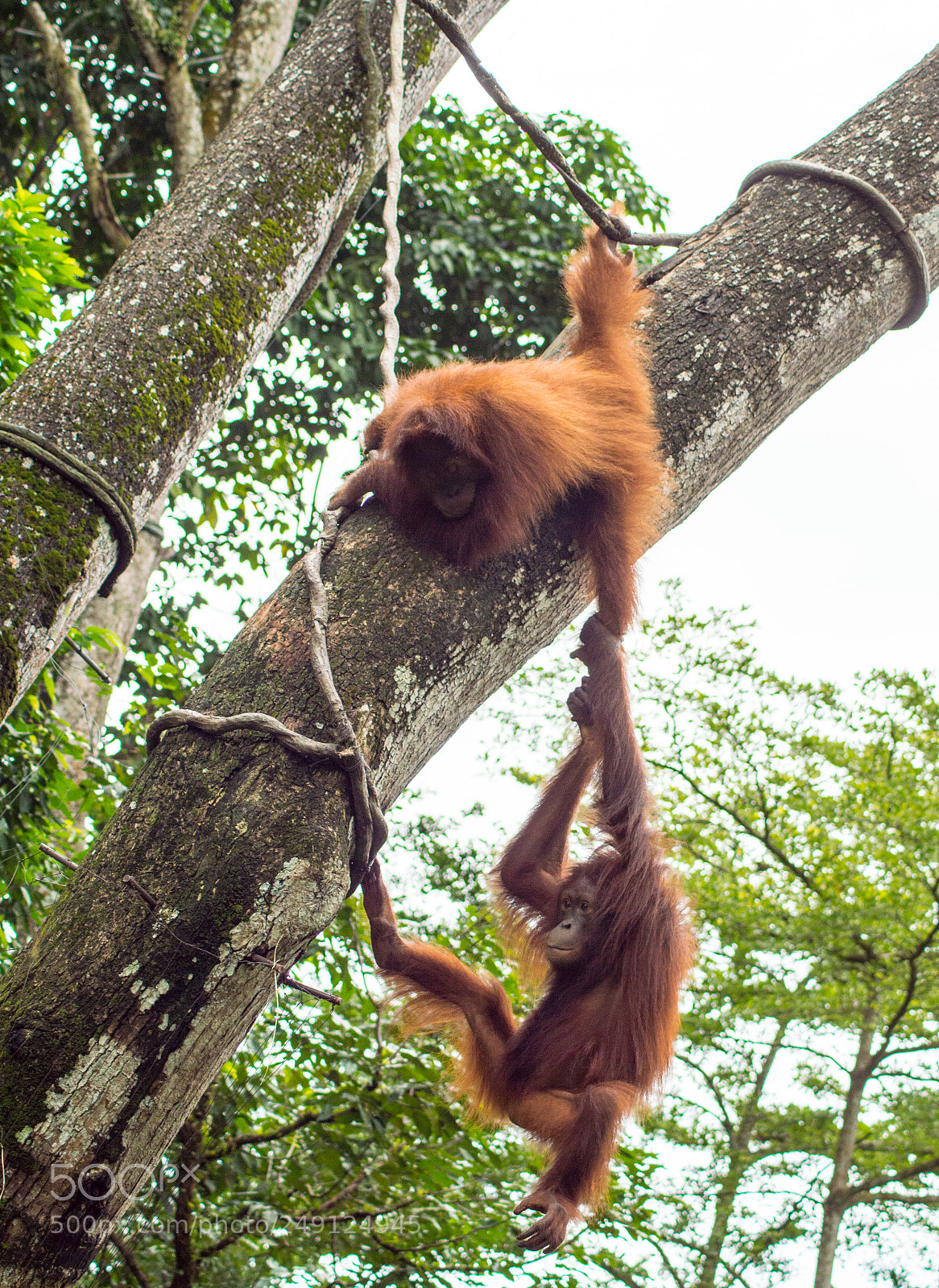 Nikon D3200 sample photo. Singapore zoo photography