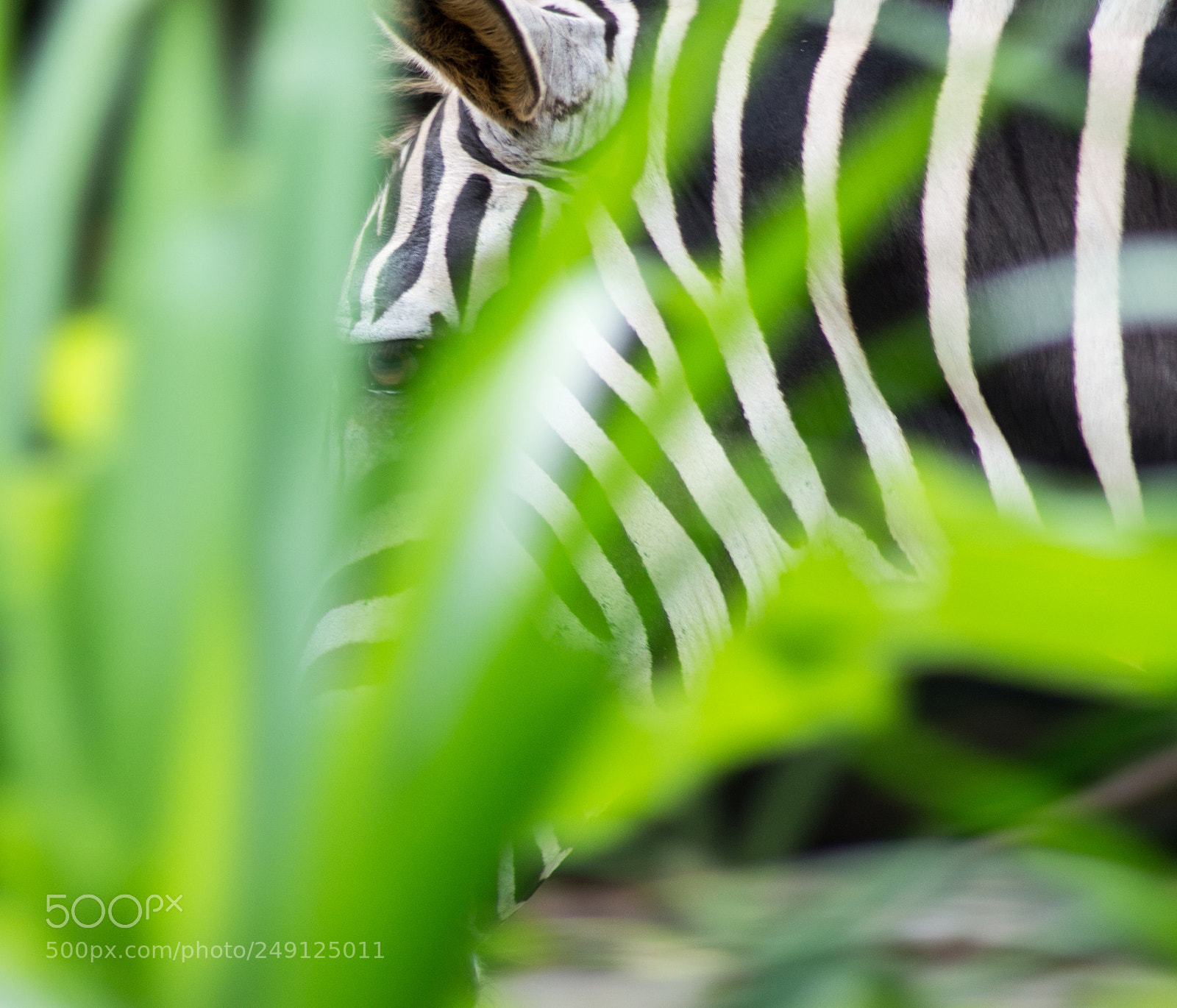 Nikon D3200 sample photo. Singapore zoo photography