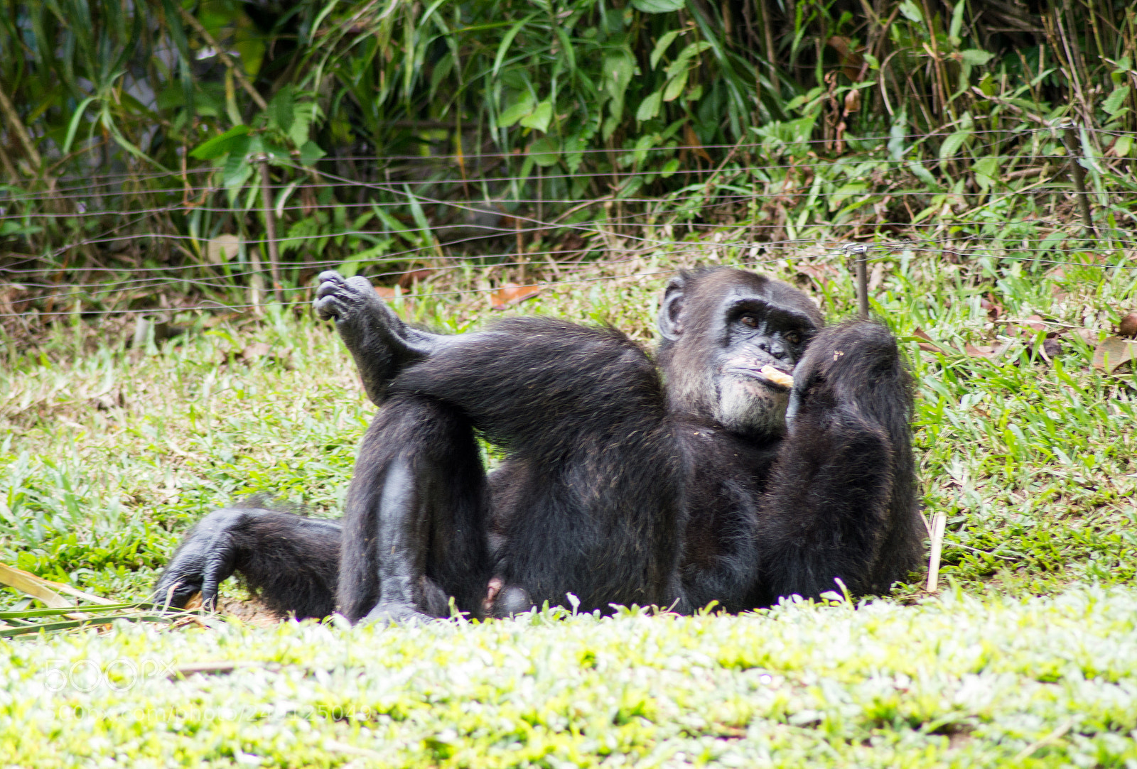 Nikon D3200 sample photo. Singapore zoo photography