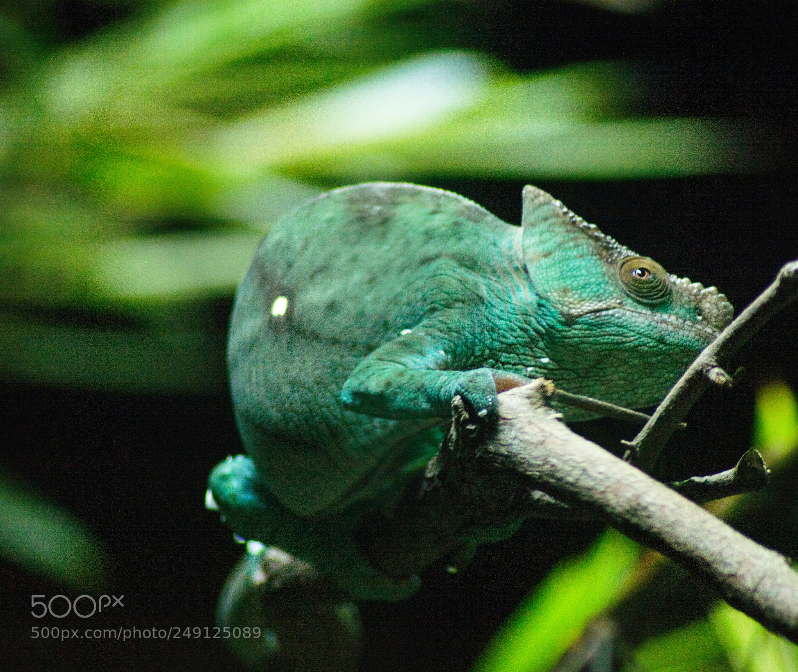Nikon D3200 sample photo. Singapore zoo photography