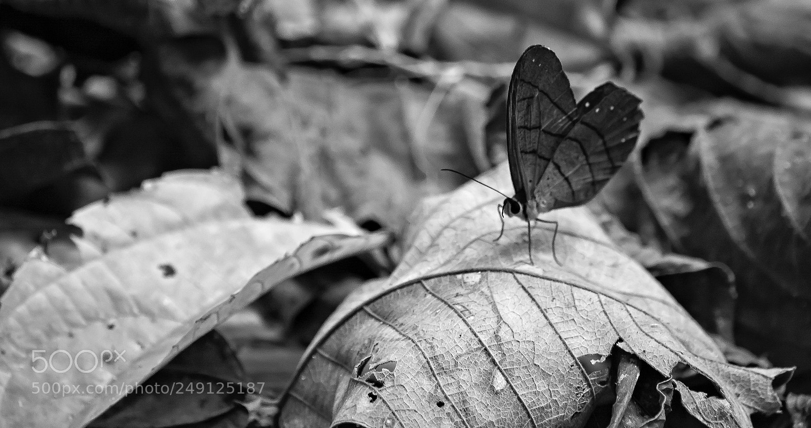 Nikon D7100 sample photo. Leafs photography