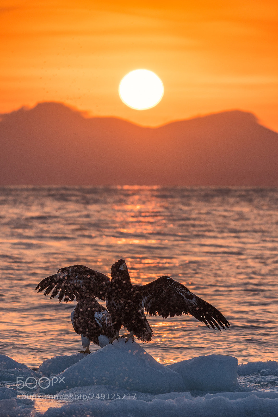 Nikon D500 sample photo. Bird beauty photography