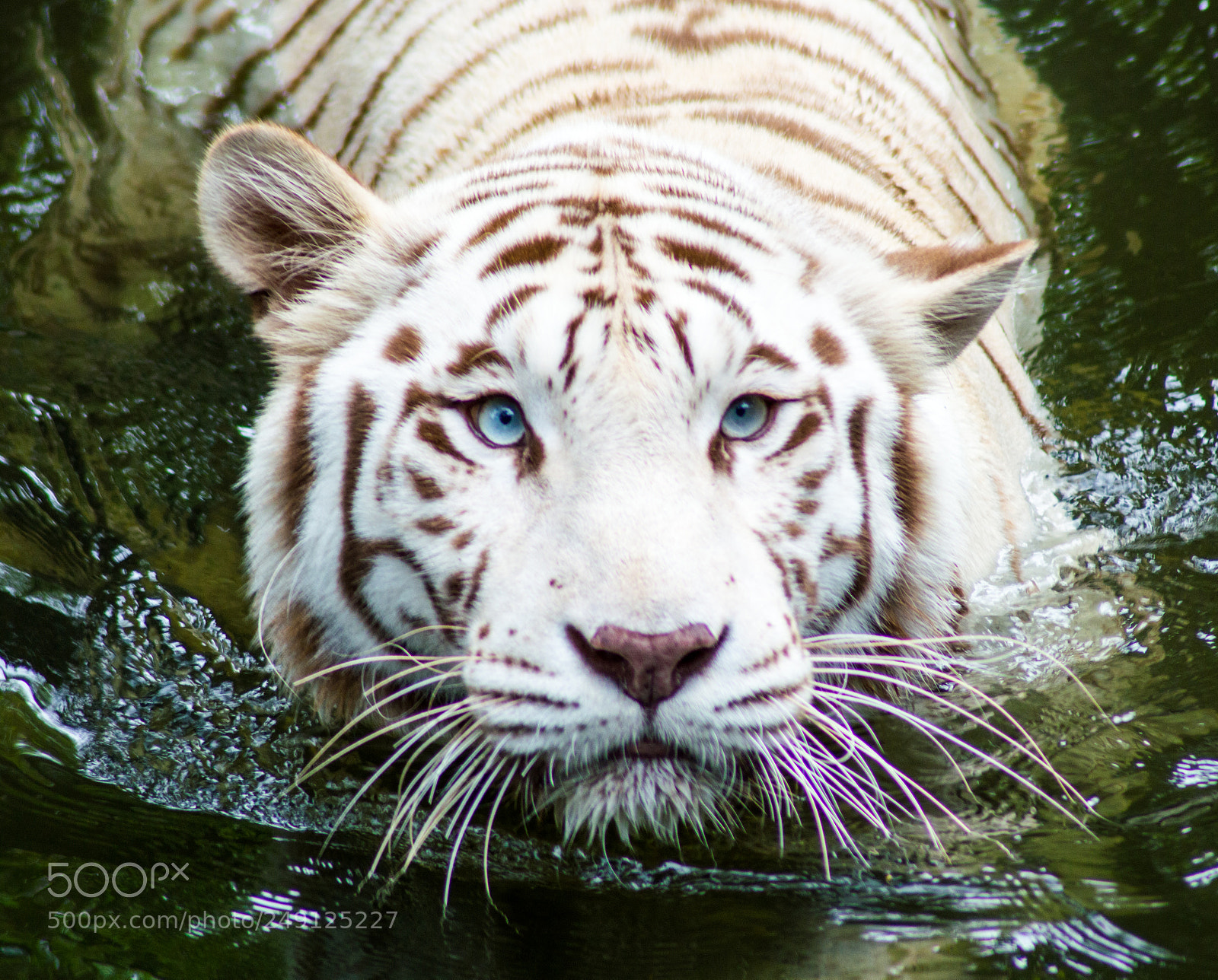Nikon D3200 sample photo. White tiger photography