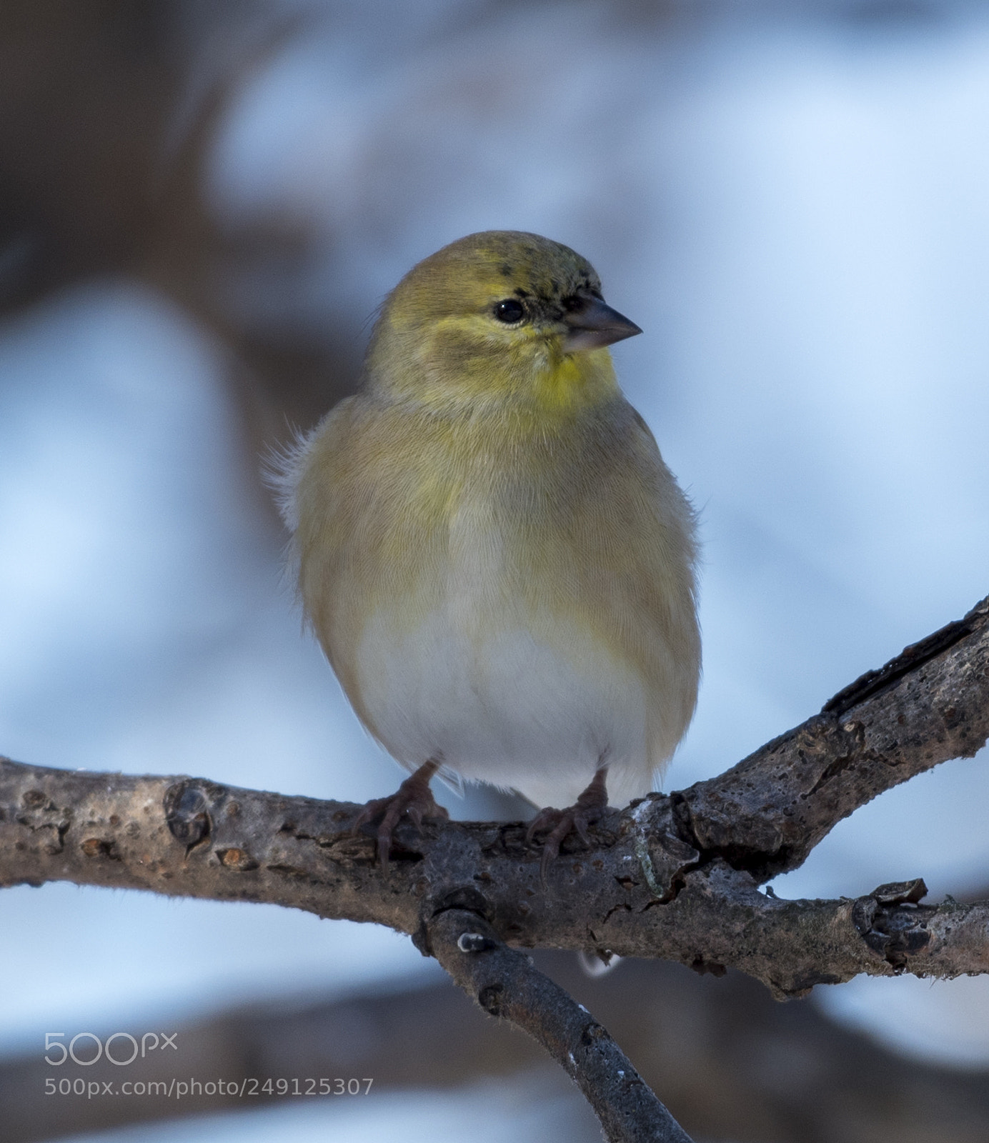 Nikon D810 sample photo. American goldfinch photography