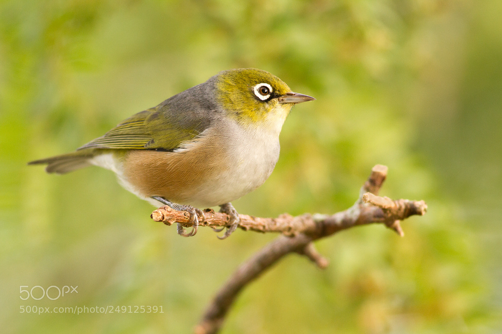 Canon EOS 7D sample photo. Backyard silvereye (4) photography