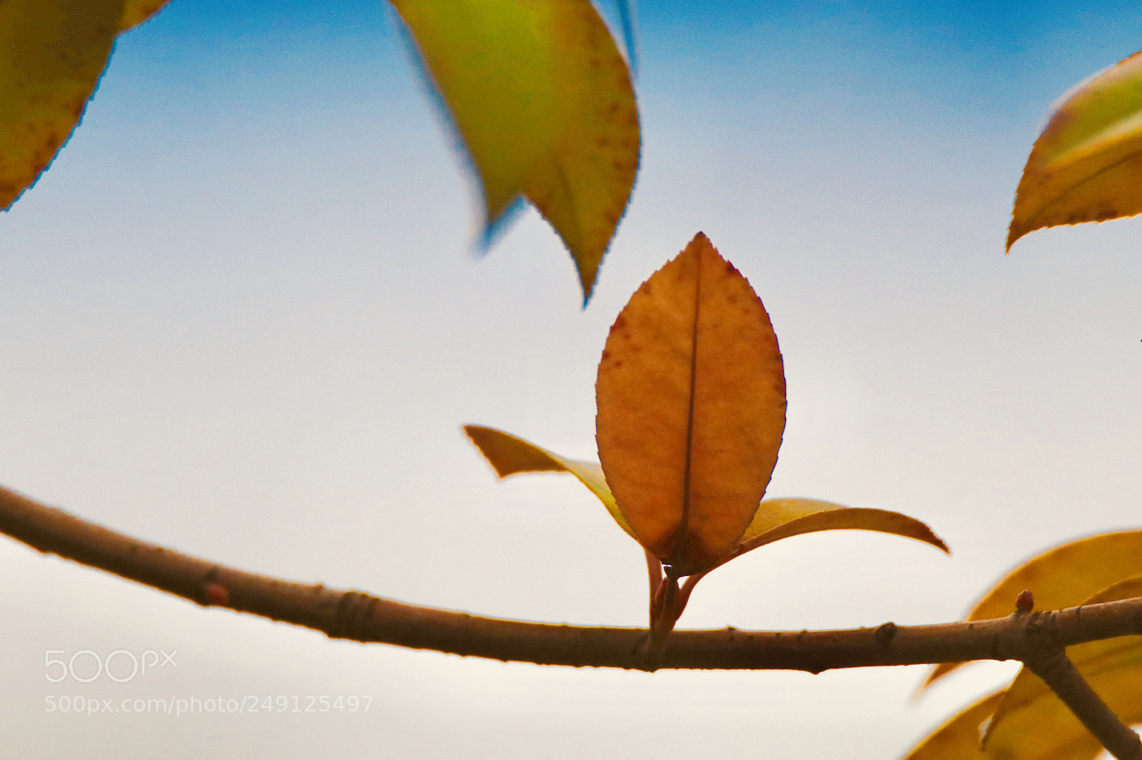 Canon EOS 80D sample photo. Open my green leaves photography