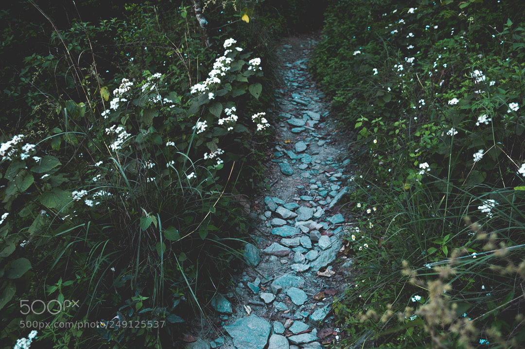 Nikon D3200 sample photo. Natural road photography