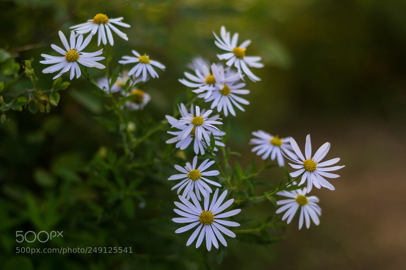 Canon EOS 60D sample photo. Img photography