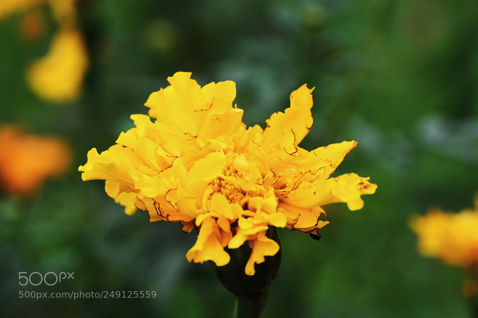 Nikon D7100 sample photo. Untitled photography