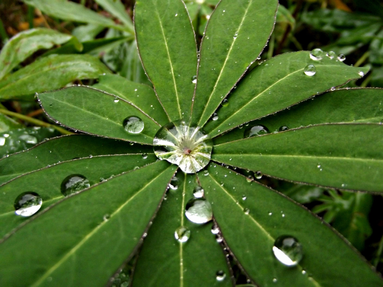 FujiFilm FinePix S2950 (FinePix S2990) sample photo. Raindrops photography
