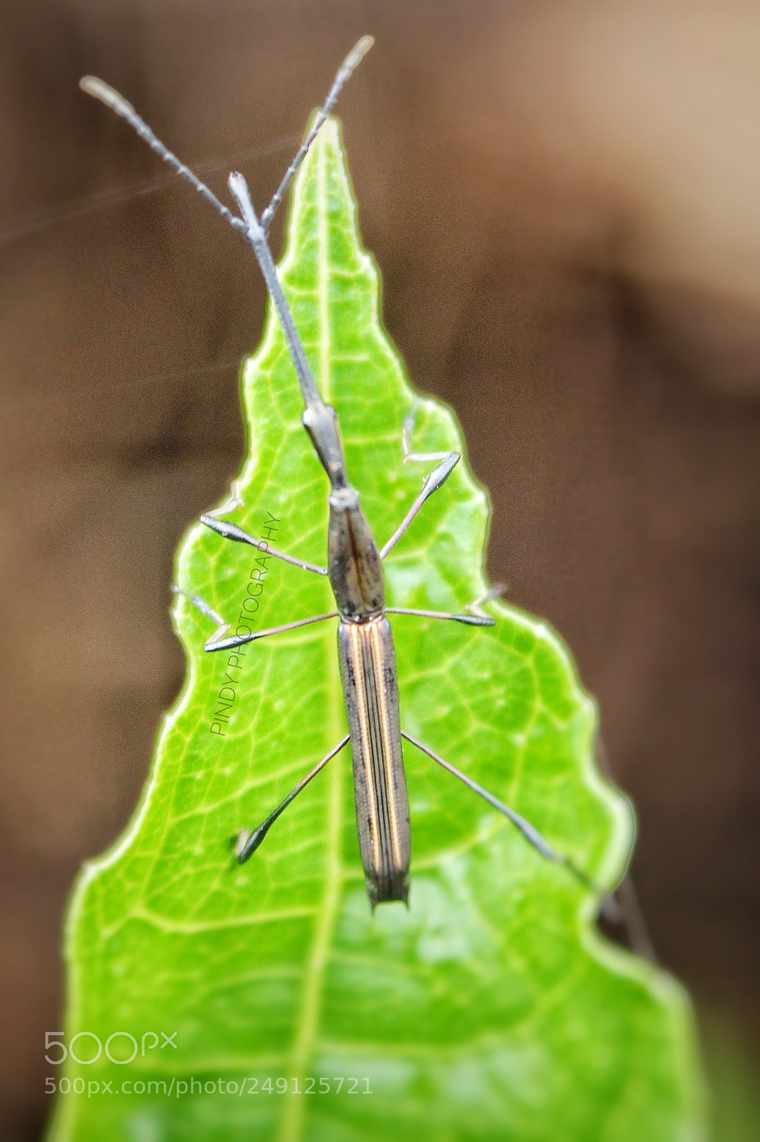 Canon EOS 1200D (EOS Rebel T5 / EOS Kiss X70 / EOS Hi) sample photo. One of png insect photography