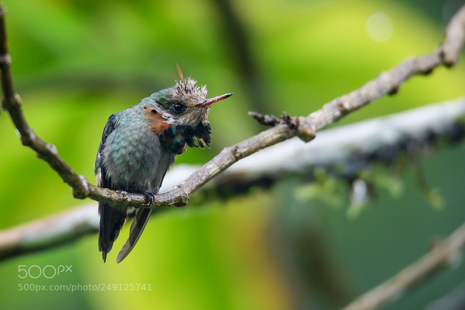 Nikon D500 sample photo. Juvenile male tufted coquette photography