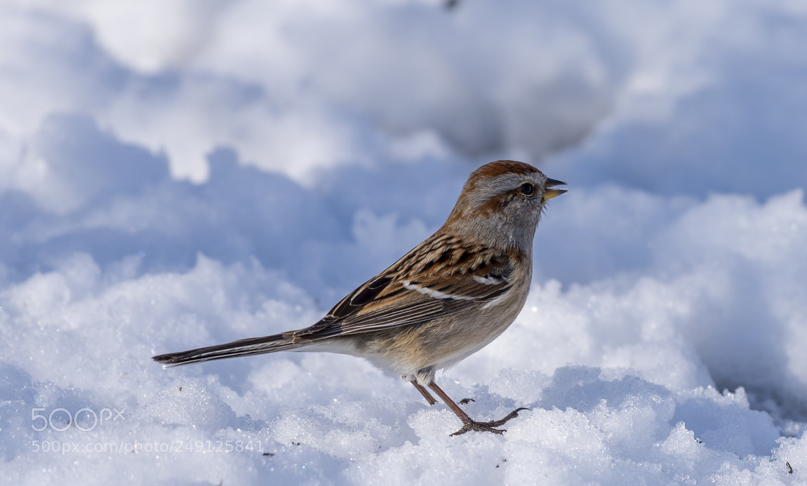 Nikon D810 sample photo. American tree sparrow photography