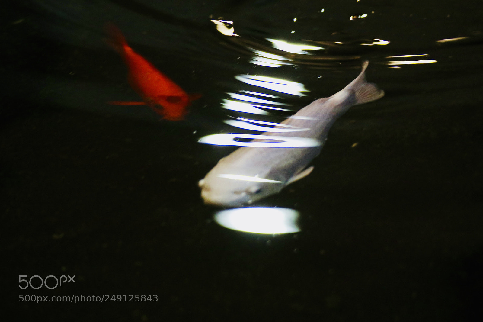 Canon EOS 80D sample photo. 穿梭空间的鱼fish in shuttle space photography