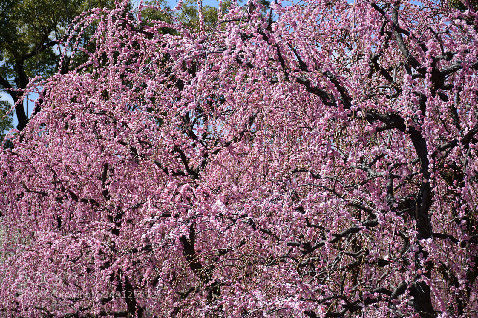 Nikon D5300 sample photo. Plum flower shower photography