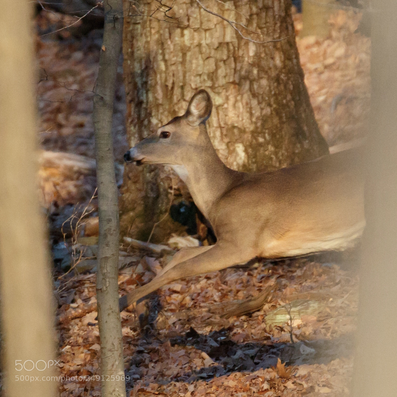 Canon EOS 7D Mark II sample photo. A fleeting glimpse  photography