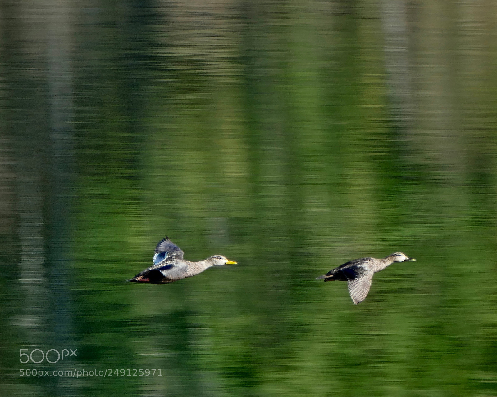 Panasonic Lumix DMC-FZ1000 sample photo. Ducks in flight photography