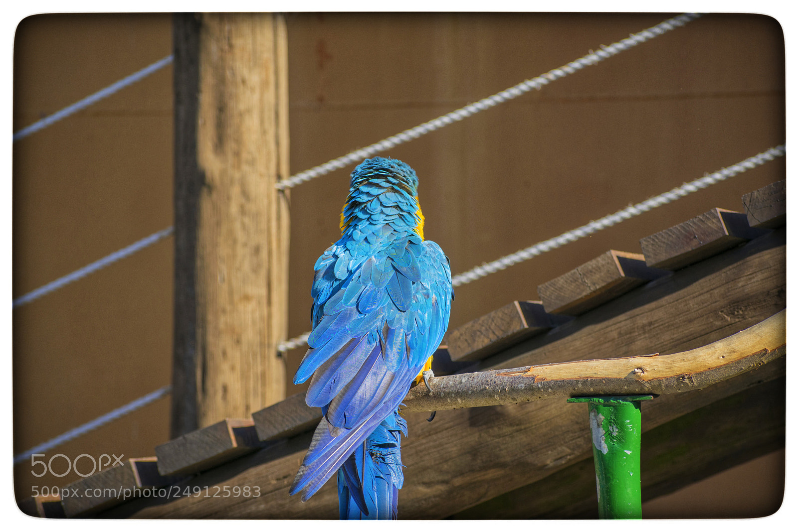 Nikon D5300 sample photo. Lorito casual. photography