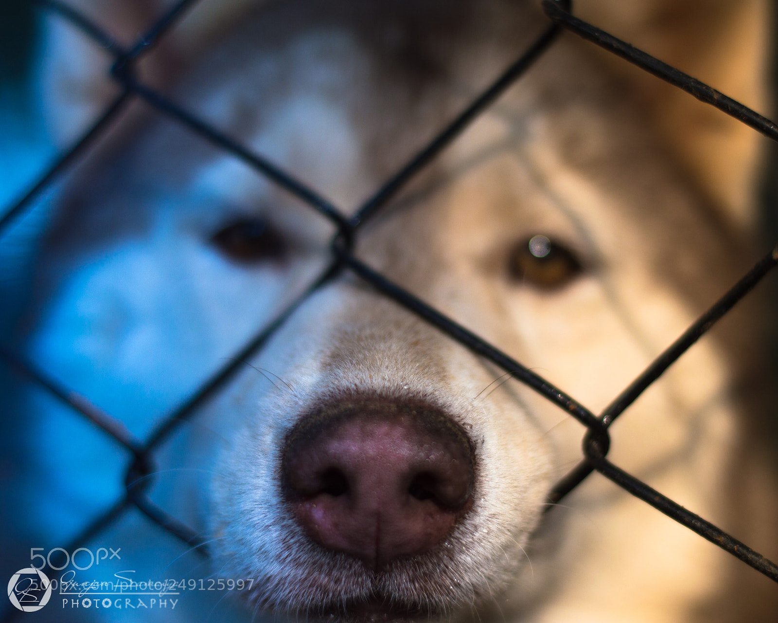 Nikon D3200 sample photo. The wolf of winterfell photography