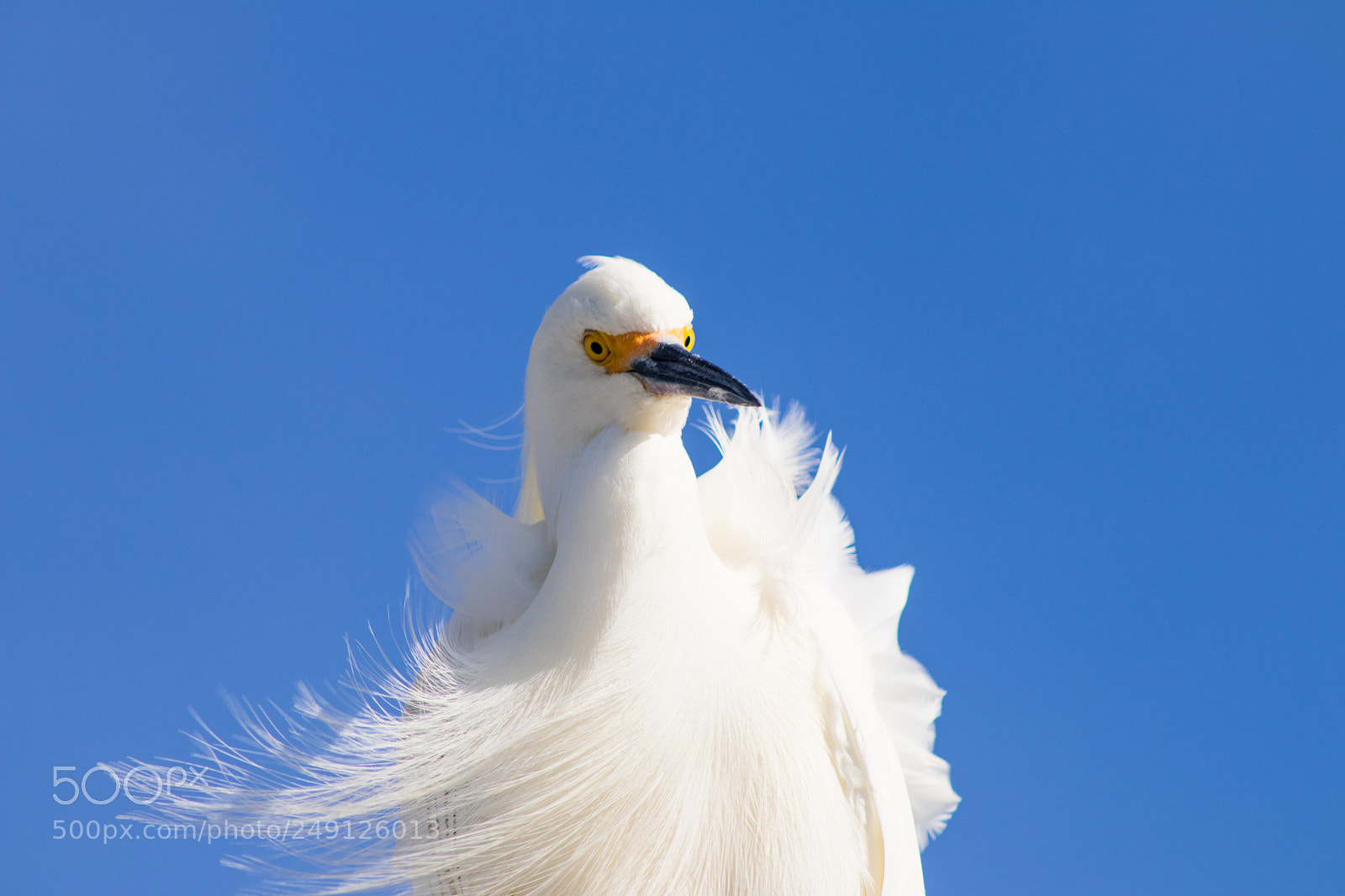 Canon EOS 80D sample photo. Snowy egret photography
