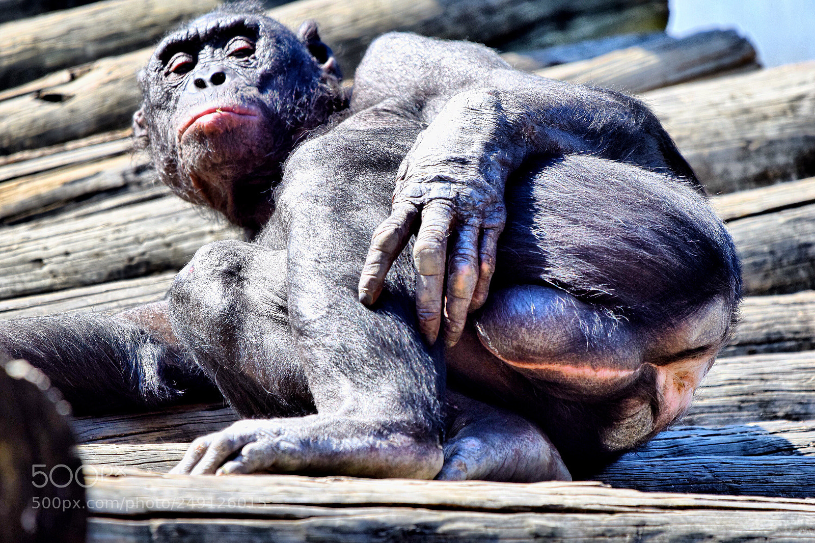 Nikon D5300 sample photo. Like a boss photography