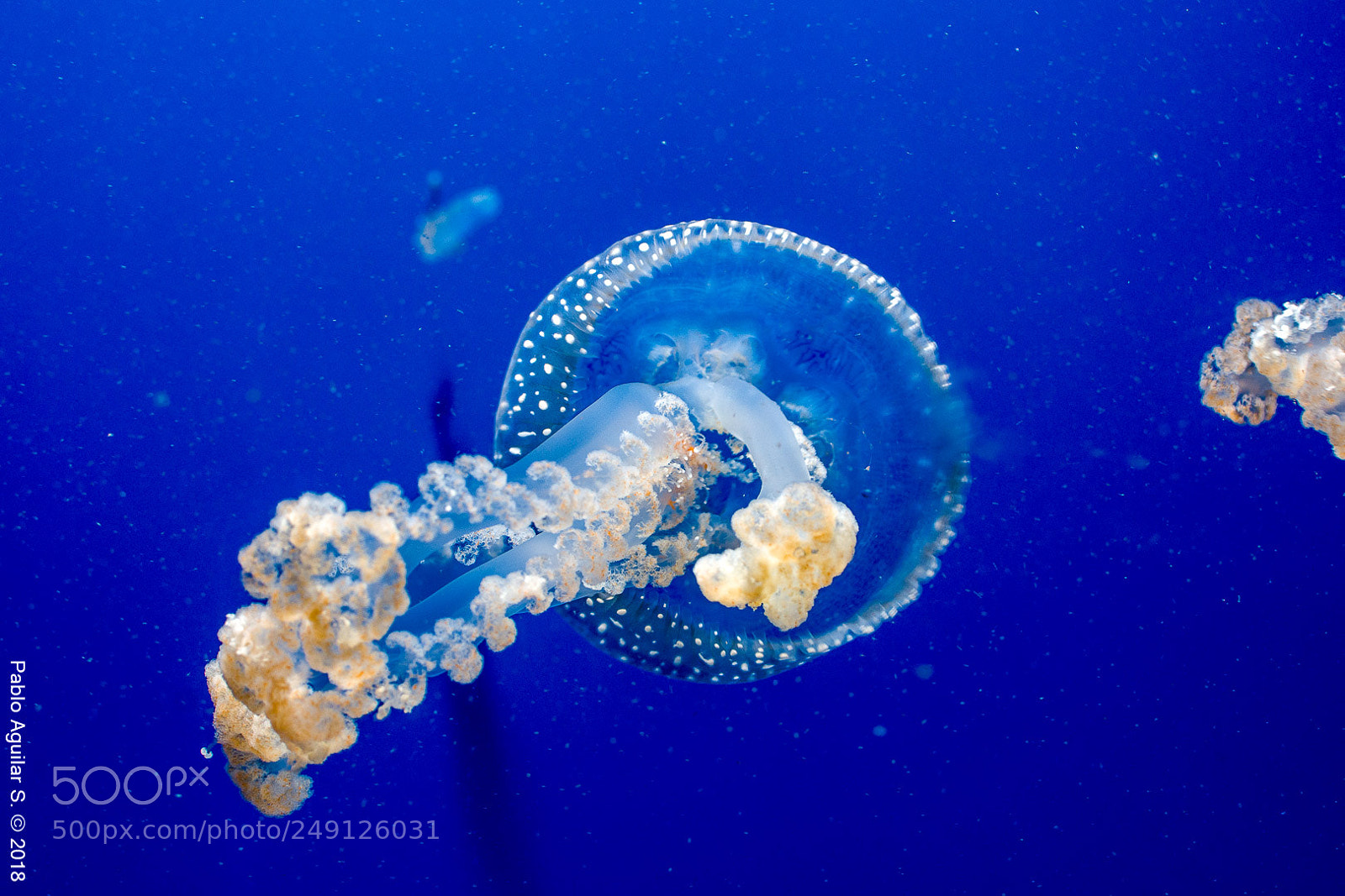 Nikon D7200 sample photo. Medusa l'oceanografic photography