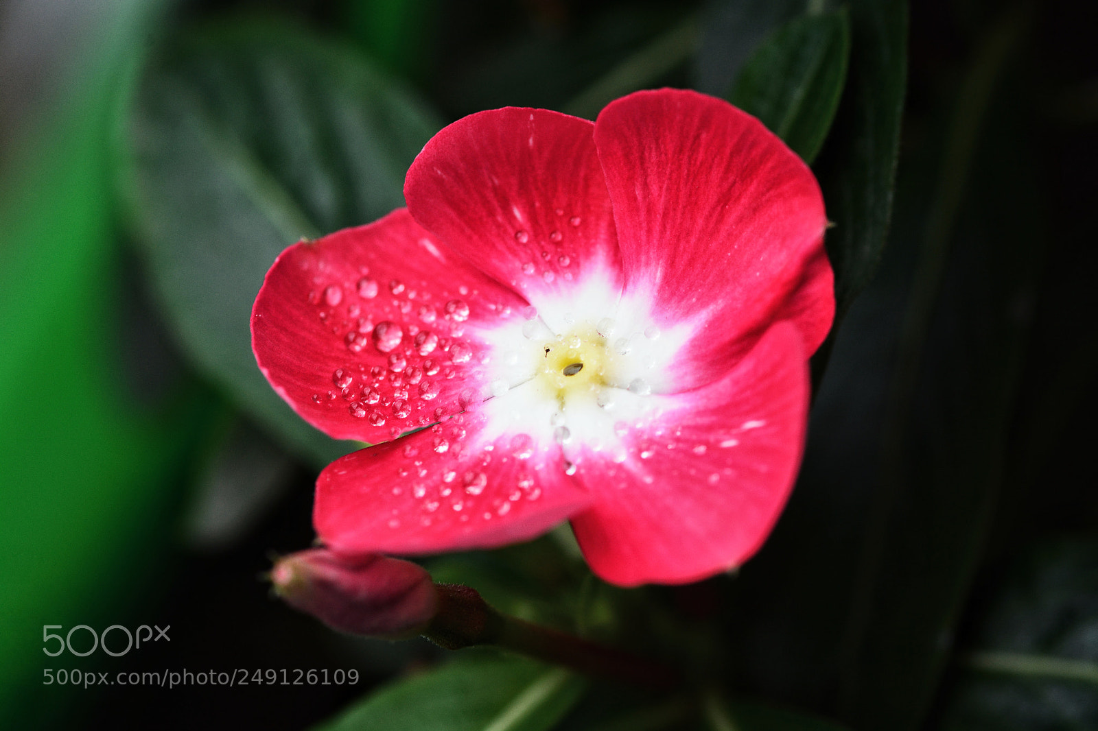 Nikon D7100 sample photo. Untitled photography