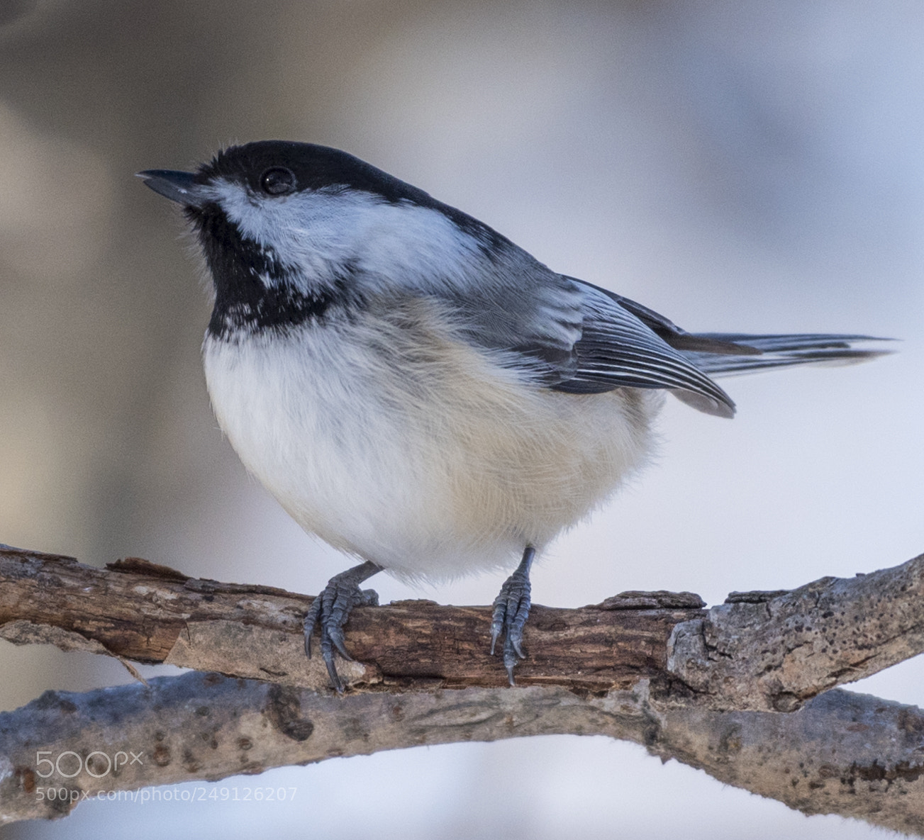 Nikon D810 sample photo. Black-capped chickadee photography