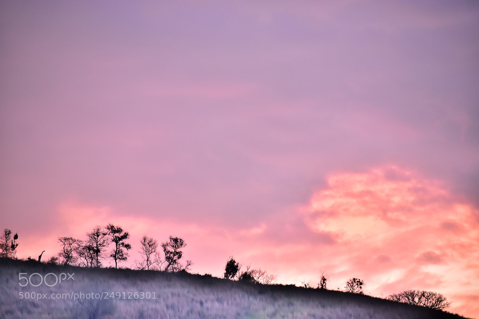 Nikon D5600 sample photo. Pink afternoon photography