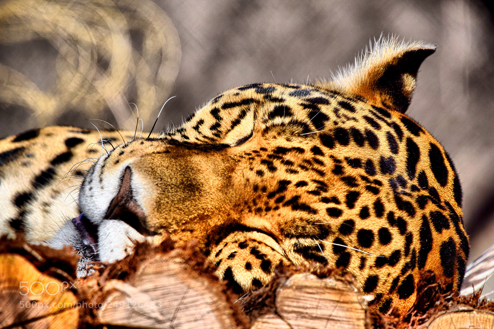 Nikon D5300 sample photo. Sweet dreams photography