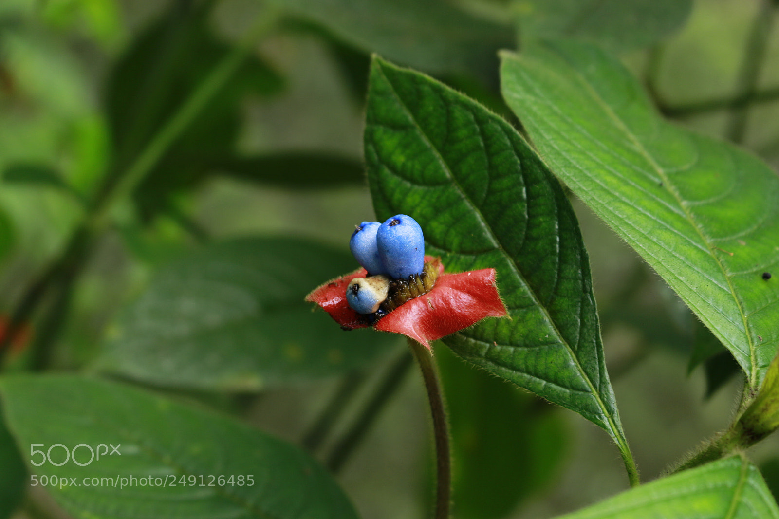 Canon EOS 700D (EOS Rebel T5i / EOS Kiss X7i) sample photo. Nature photography