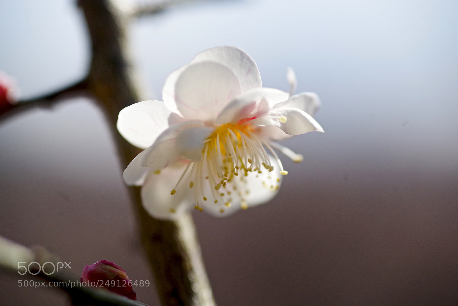 Pentax K-1 sample photo. Alone photography