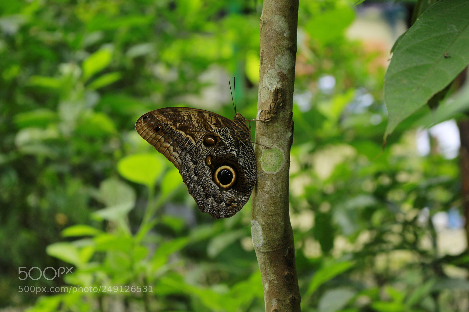 Canon EOS 700D (EOS Rebel T5i / EOS Kiss X7i) sample photo. Mg photography