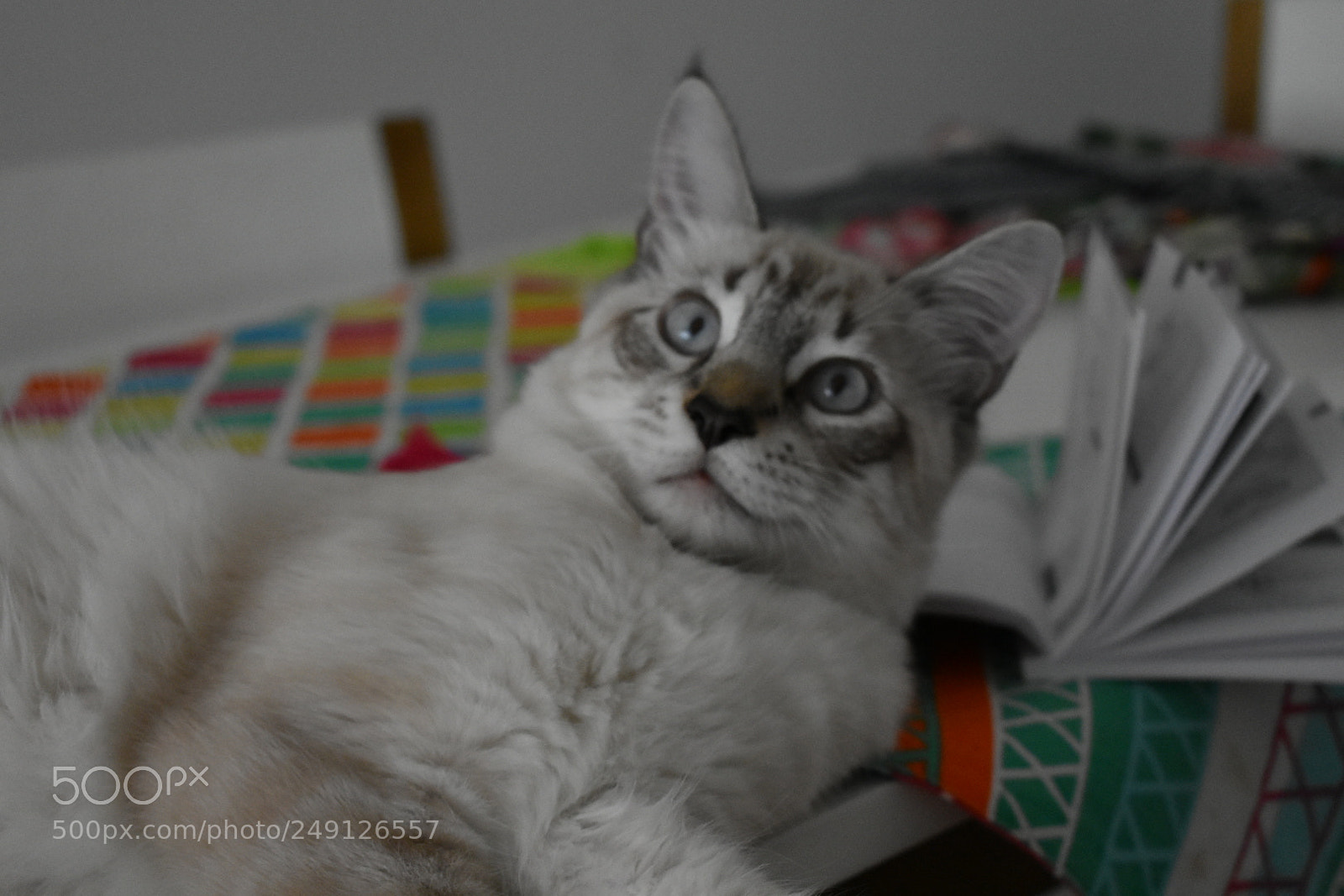 Nikon D3400 sample photo. Cat photography